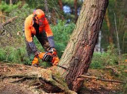 Leaf Removal Services in Lolo, MT